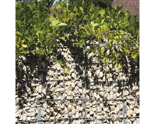 Schanskorf gevuld met lichte stenen en begroeid met groene planten als tuinafscheiding of zichtscherm.