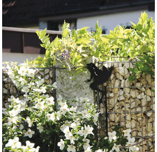 Decoratieve tuinsteker kikker als zwart silhouet bij een schanskorfmuur in de tuin naast witte bloemen.