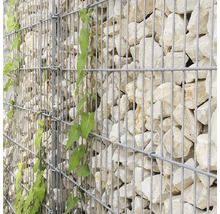Schanskorf van metaaldraad gevuld met lichte stenen en een groene klimplant.