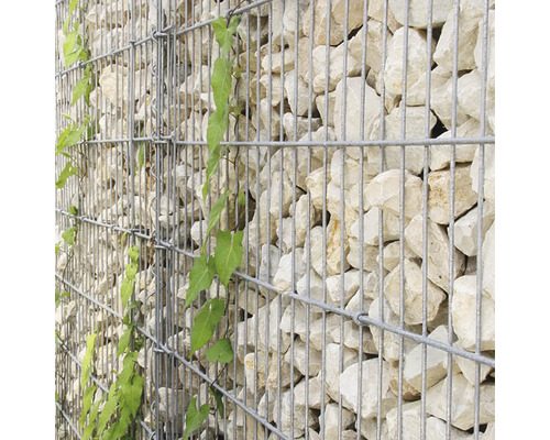 Schanskorf van metaaldraad gevuld met lichte stenen en een groene klimplant.