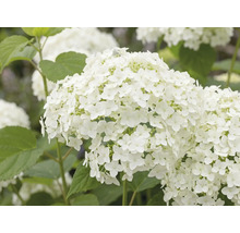 Witte bolhortensia met grote bloemschermen en groene bladeren.