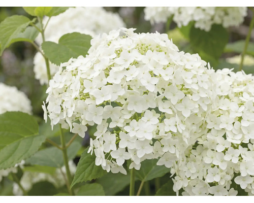 Witte bolhortensia met grote bloemschermen en groene bladeren.