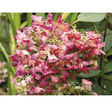Pluimhortensia met roze-witte bloemen en groene bladeren.