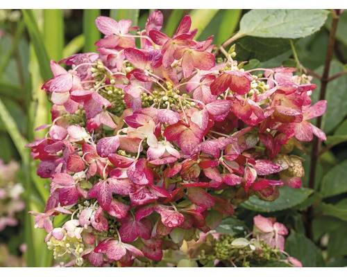 Pluimhortensia met roze-witte bloemen en groene bladeren.