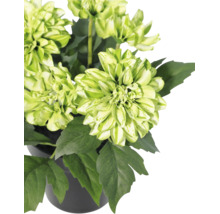 Bloeiende plant met groen-witte bloemen en donkergroene bladeren in een zwarte pot.