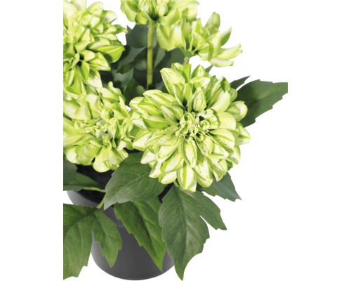 Bloeiende plant met groen-witte bloemen en donkergroene bladeren in een zwarte pot.