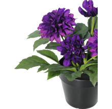 Kunstmatige dahlia in zwarte pot met paarse bloemen en groene bladeren.