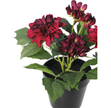 Kunstmatige dahlia in een zwarte pot met donkerrode bloemen en groene bladeren.