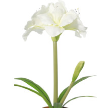 Witte amaryllis met open bloem, een knop en lange groene bladeren.