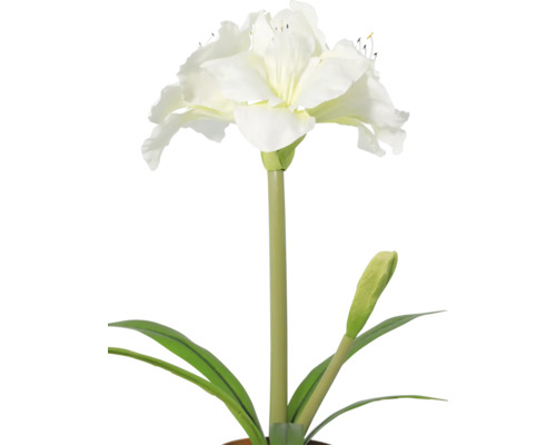 Witte amaryllis met open bloem, een knop en lange groene bladeren.