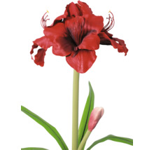 Amaryllis met rode bloem, groene steel, bladeren en een knop.