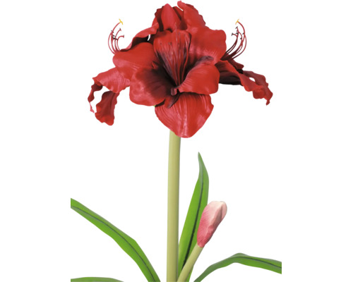 Amaryllis met rode bloem, groene steel, bladeren en een knop.