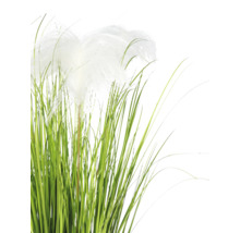 Kunstsiergras met witte, veerachtige pluimen en groene sprieten.