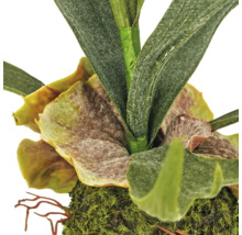 Kunstmatige Hertshoornvaren in Kokedama-stijl met mosbal, detailopname van de bladeren en de basis.