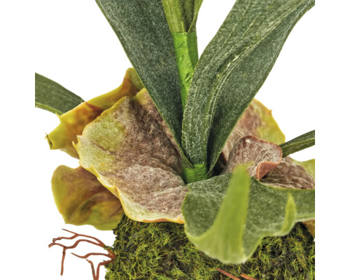 Kunstmatige Hertshoornvaren in Kokedama-stijl met mosbal, detailopname van de bladeren en de basis.
