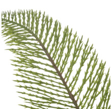 Detailopname van een tak met fijne, naaldachtige groene bladeren.