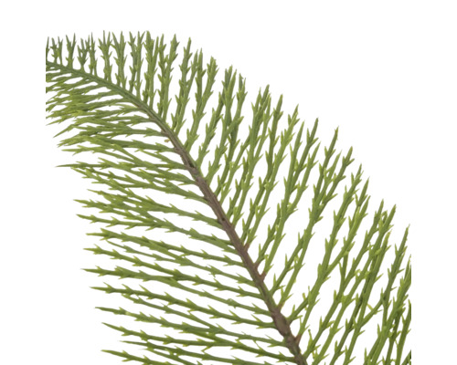 Detailopname van een tak met fijne, naaldachtige groene bladeren.