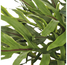 Detailopname van groene plantbladeren met opvallende donkerrode nerven.