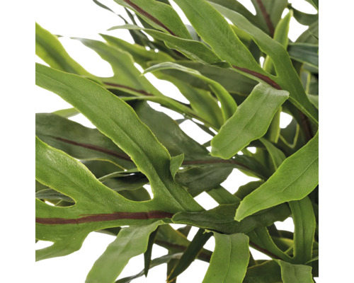 Detailopname van groene plantbladeren met opvallende donkerrode nerven.