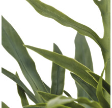 Detailopname van lange smalle groene bladeren van een kamerplant.
