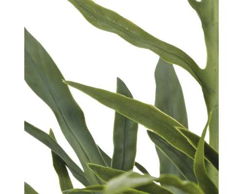 Detailopname van lange smalle groene bladeren van een kamerplant.