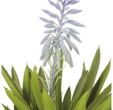 Aloe vera plant met paarse bloeiwijze.