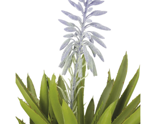 Aloe vera plant met paarse bloeiwijze.