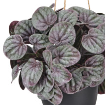Peperomia caperata kamerplant met hartvormige, gestructureerde bladeren in een donkere pot.
