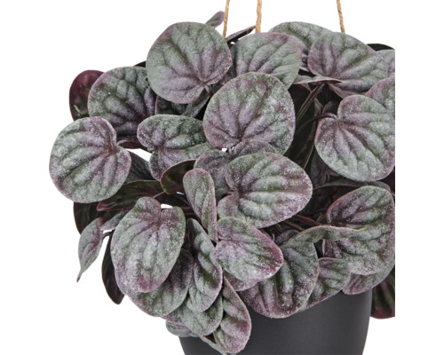 Peperomia caperata kamerplant met hartvormige, gestructureerde bladeren in een donkere pot.