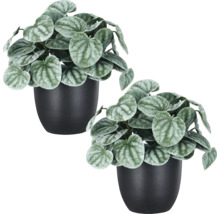 Twee kunstplanten met hartvormige, zilverachtige bladeren in gladde zwarte potten voor binnendecoratie.