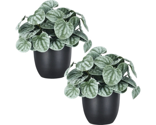 Twee kunstplanten met hartvormige, zilverachtige bladeren in gladde zwarte potten voor binnendecoratie.