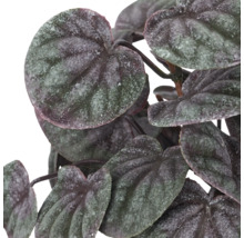 Peperomia kamerplant met hartvormige, gestructureerde bladeren.