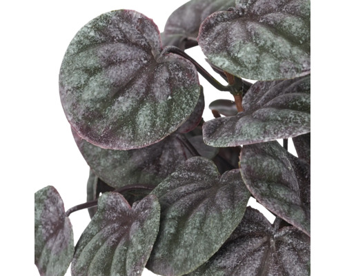Peperomia kamerplant met hartvormige, gestructureerde bladeren.