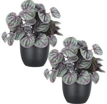 Set van twee kunstmatige peperomia planten in matzwarte potten.