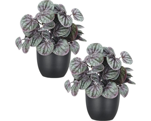 Set van twee kunstmatige peperomia planten in matzwarte potten.