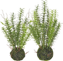 Kunstmatige rozemarijn in twee mosballen, decoratieve kunstplant voor binnen.