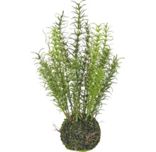 Kunstmatige rozemarijnplant in een mosbal.