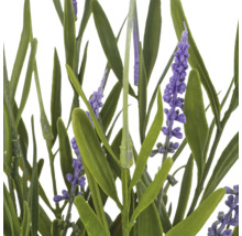 Kunstlavendel, detailweergave met groene bladeren en paarse bloemen.