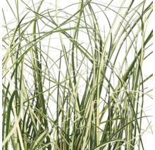 Gestreept siergras in close-up.