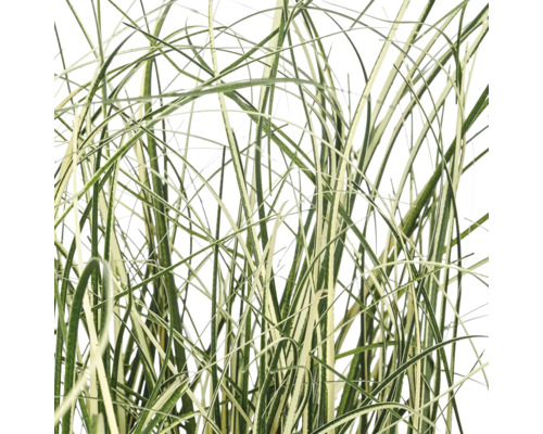 Gestreept siergras in close-up.