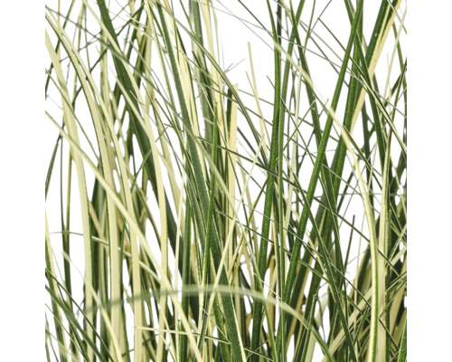 Detailopname van bontbladig siergras met dunne, groen-crème bladeren.