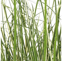 Close-up van groen-wit gestreepte bladeren van een siergras.