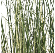 Gestreept siergras met lange, smalle bladeren in close-up.