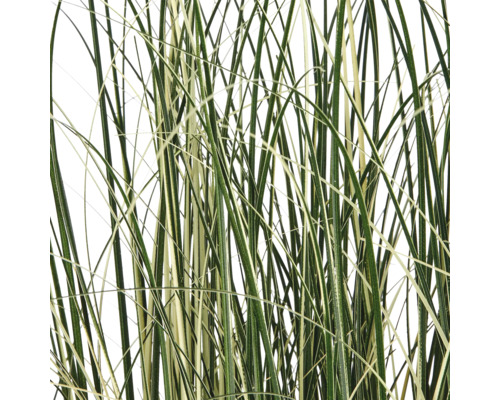 Gestreept siergras met lange, smalle bladeren in close-up.