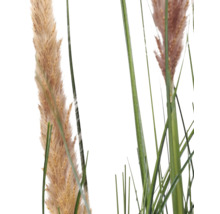 Detailopname van kunstmatig siergras met vederachtige pluimen en groene stengels.