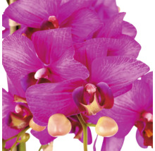 Roze Phalaenopsis orchidee met meerdere bloemen en knoppen aan de steel.
