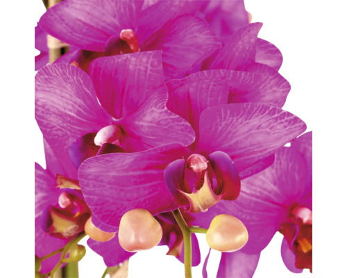 Roze Phalaenopsis orchidee met meerdere bloemen en knoppen aan de steel.