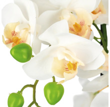Close-up van een kunstorchidee met witte bloemen en groene knoppen.