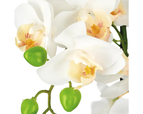 Close-up van een kunstorchidee met witte bloemen en groene knoppen.