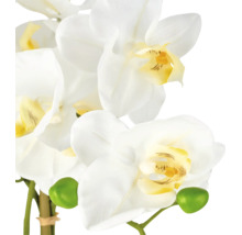 Orchidee Phalaenopsis met witte bloemen, geel hart en groene knoppen.